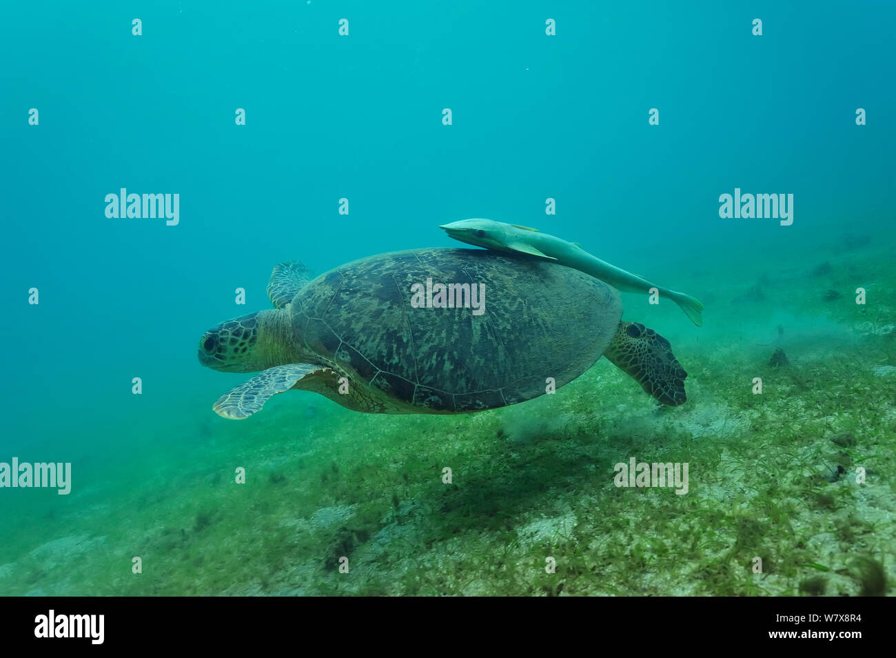 La tortue verte (Chelonia mydas) sur le fond marin avec Echeneis naucrates (Remora) sur sa coquille / carapace, Mayotte. De l'Océan indien. Banque D'Images