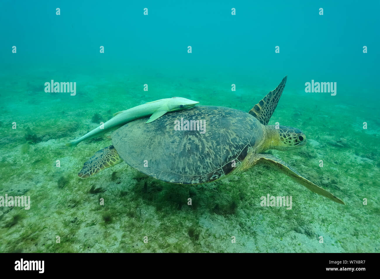 La tortue verte (Chelonia mydas) sur le fond marin avec Echeneis naucrates (Remora) sur sa coquille / carapace, Mayotte. De l'Océan indien. Banque D'Images