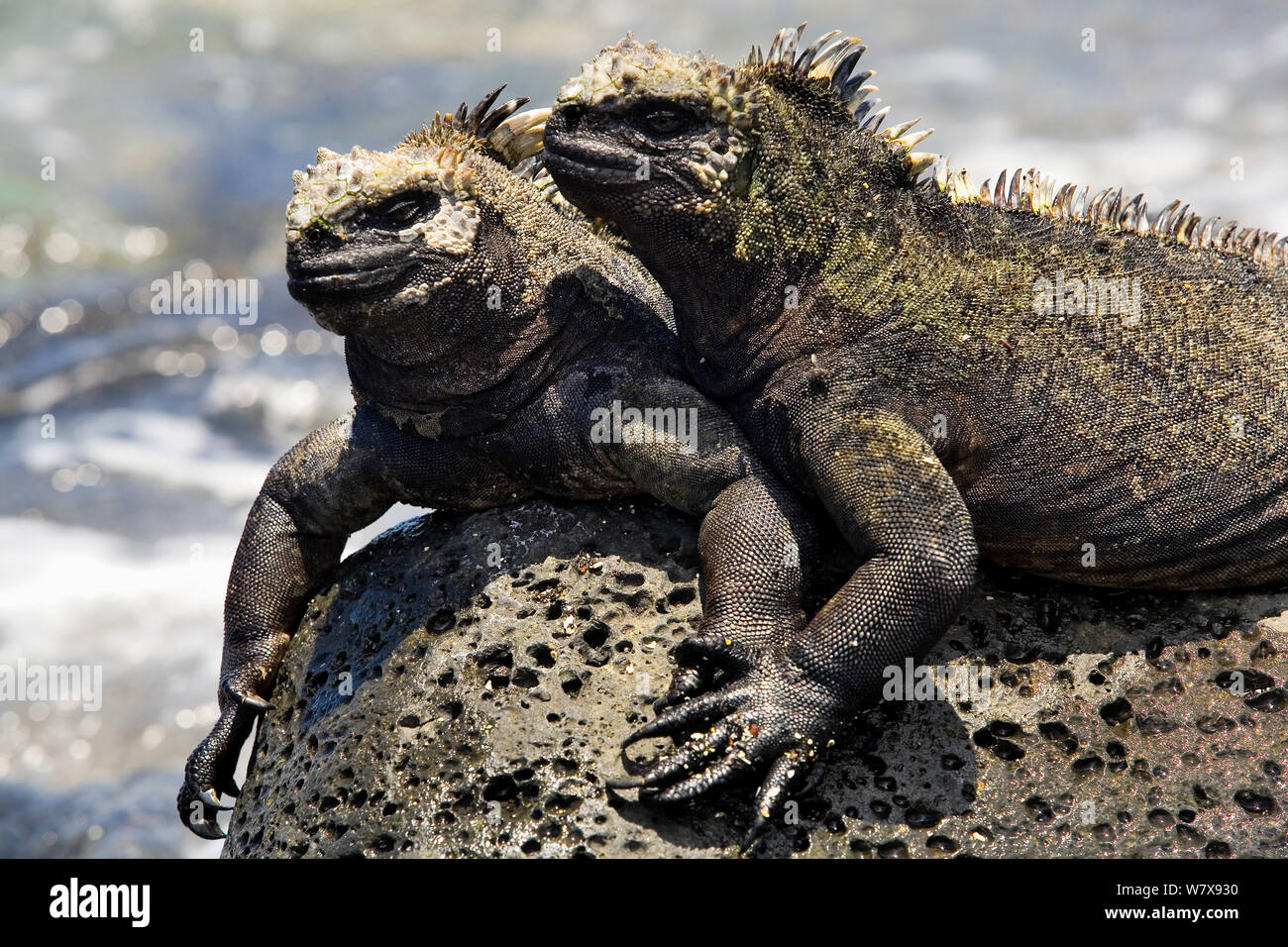 Deux iguanes marins (Amblyrhynchus cristatus) sur terre, Galapagos. De l'océan Pacifique. Banque D'Images