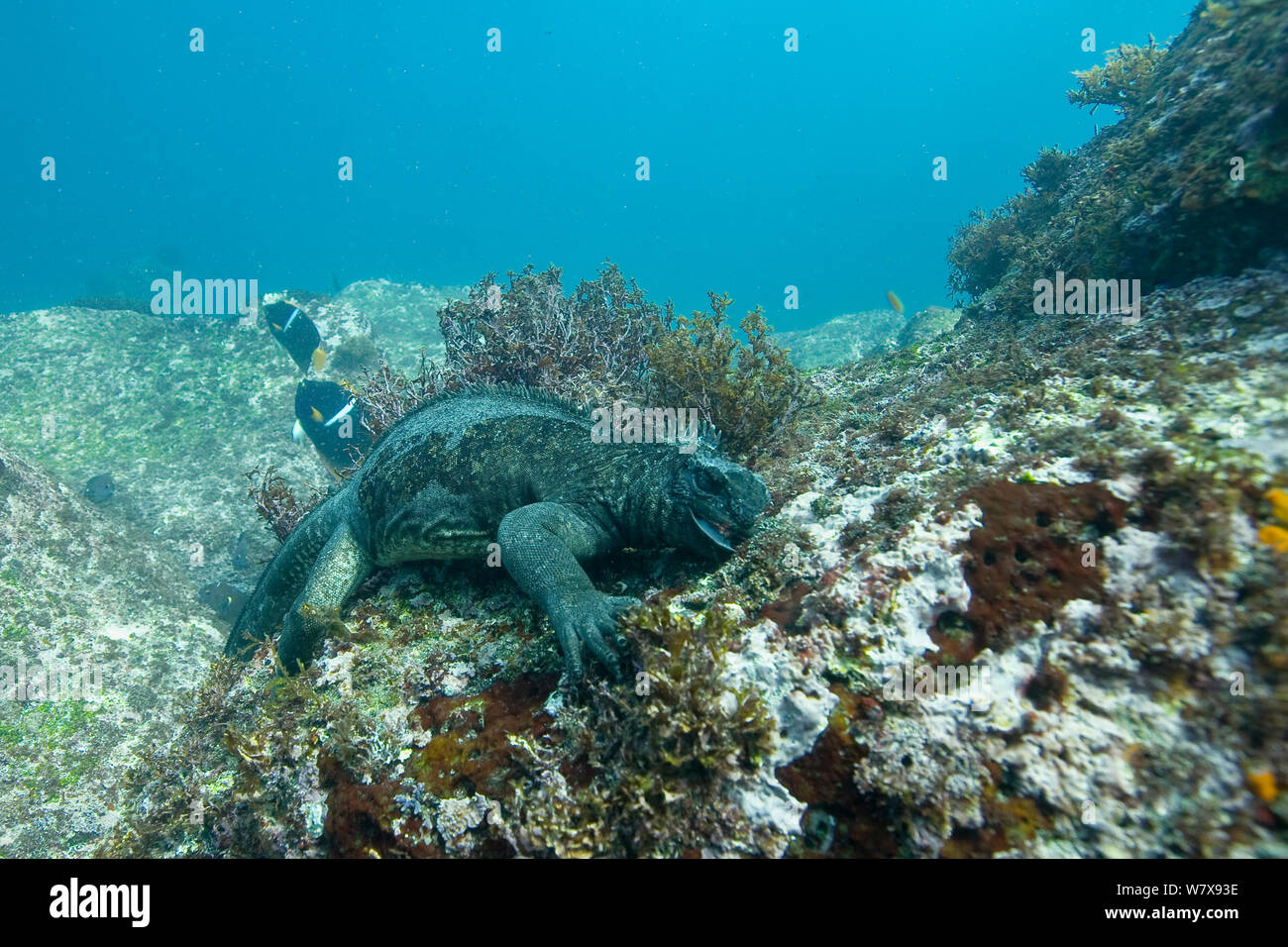 Iguane marin (Amblyrhynchus cristatus) pâturage sur les algues, les Galapagos. De l'océan Pacifique. Banque D'Images