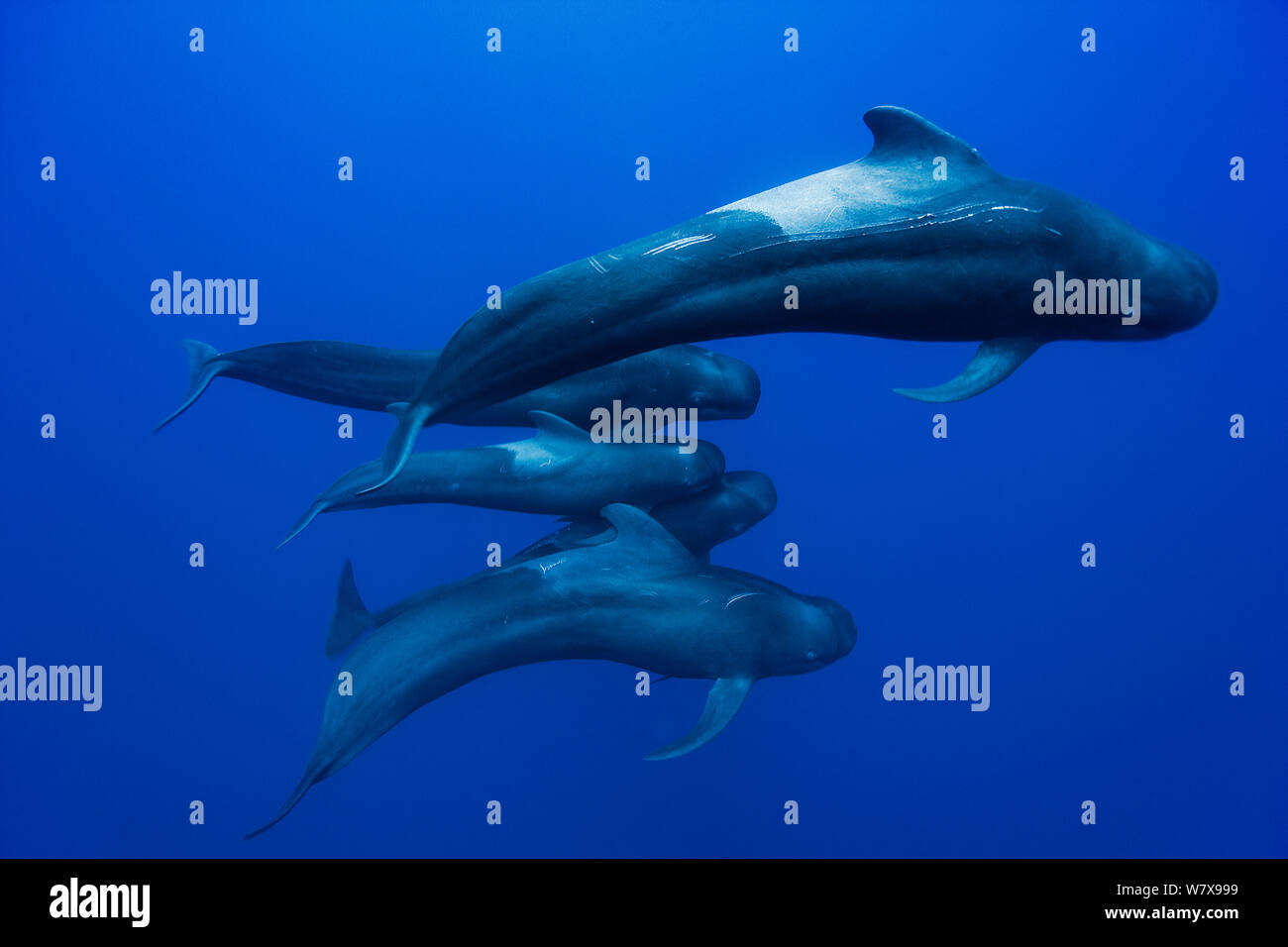 Groupe de globicéphales court (Globicephala macrorhynchus) dans l'eau ouverte, peut être toute la famille avec le mâle, la femelle et les mollets, le Costa Rica. De l'océan Pacifique. Banque D'Images