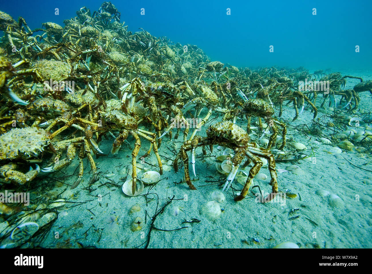 L'agrégation des milliers d'araignées (Leptomithrax gaimardii) pour la mue, l'Australie du Sud Bassin, de l'Australie. De l'océan Pacifique. Banque D'Images