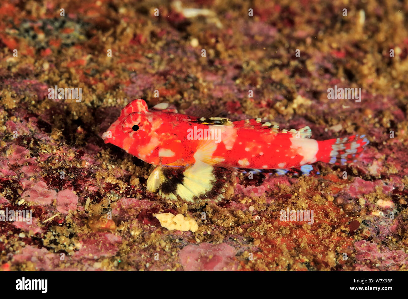 Bartel's dragonet (Synchiropus bartelsi), côte du Dhofar et îles Hallaniyat, Oman. Mer d'Oman. Banque D'Images