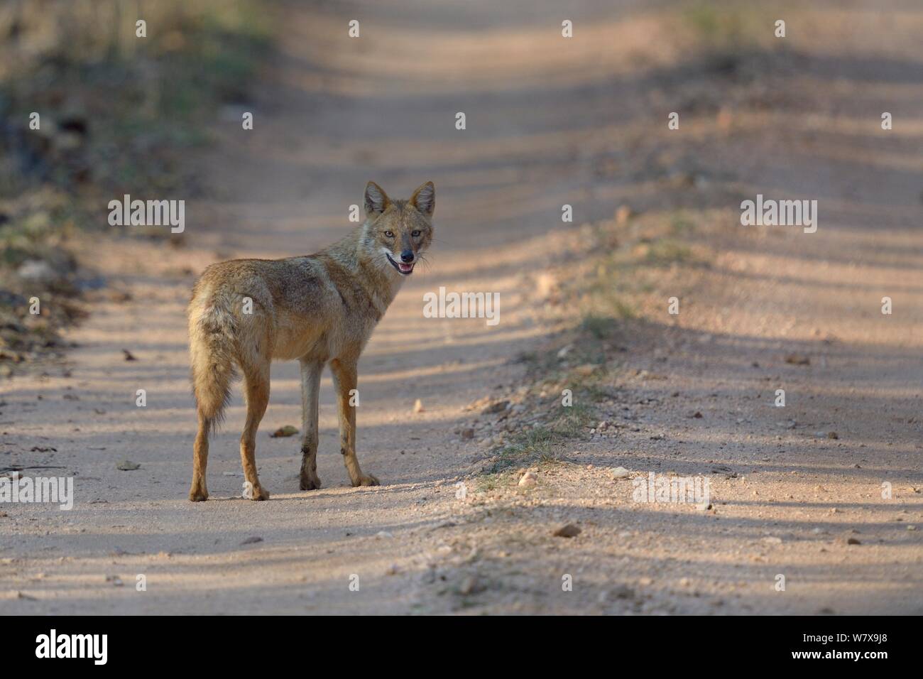 Le chacal doré (Canis aureus) alerte permanent sur la voie, Pench National Park, le Madhya Pradesh, en Inde. Banque D'Images