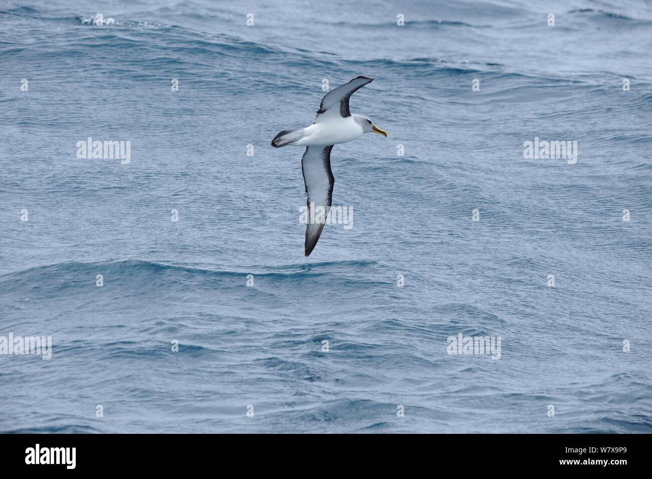 Buller&# 39;s albatros (Thalassarche bulleri) en vol en mer entre les îles Snares et les îles Auckland, Nouvelle-Zélande, février. Banque D'Images