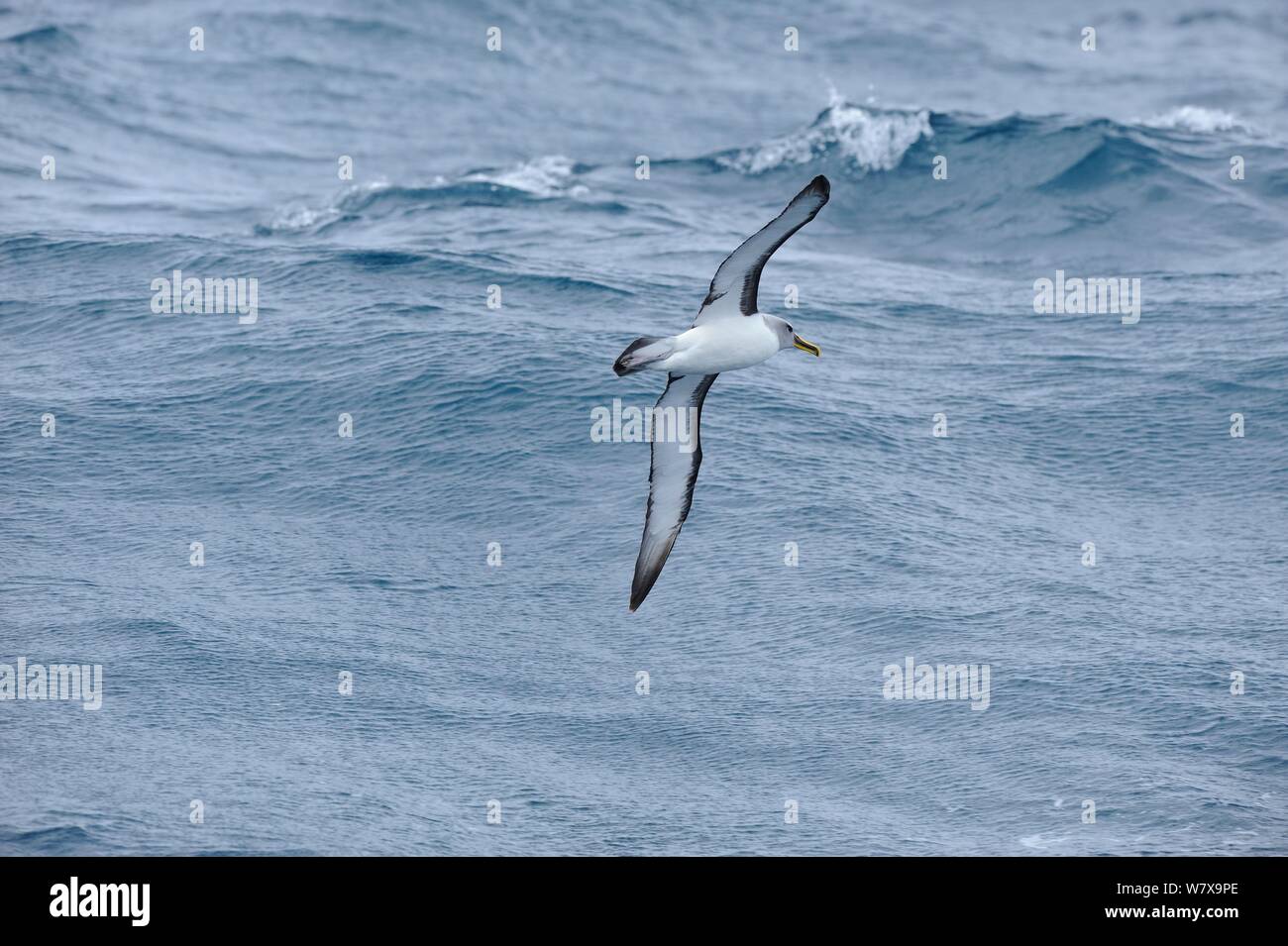 Buller&# 39;s albatros (Thalassarche bulleri) en vol en mer entre les îles Snares et les îles Auckland, Nouvelle-Zélande, février. Banque D'Images