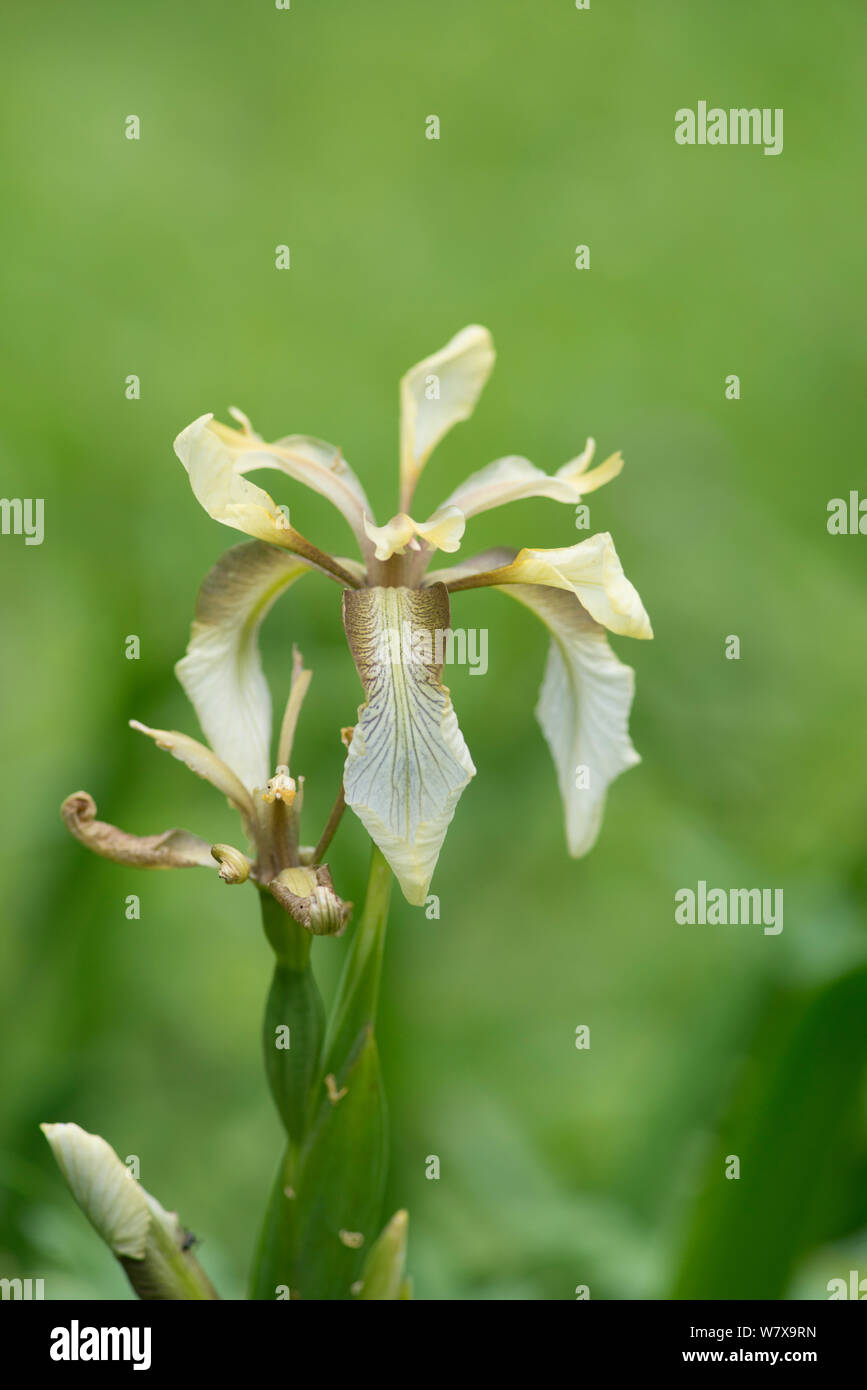 Fleur de l'iris fétide (Iris foetidissima), Surrey, Angleterre, peut. Banque D'Images