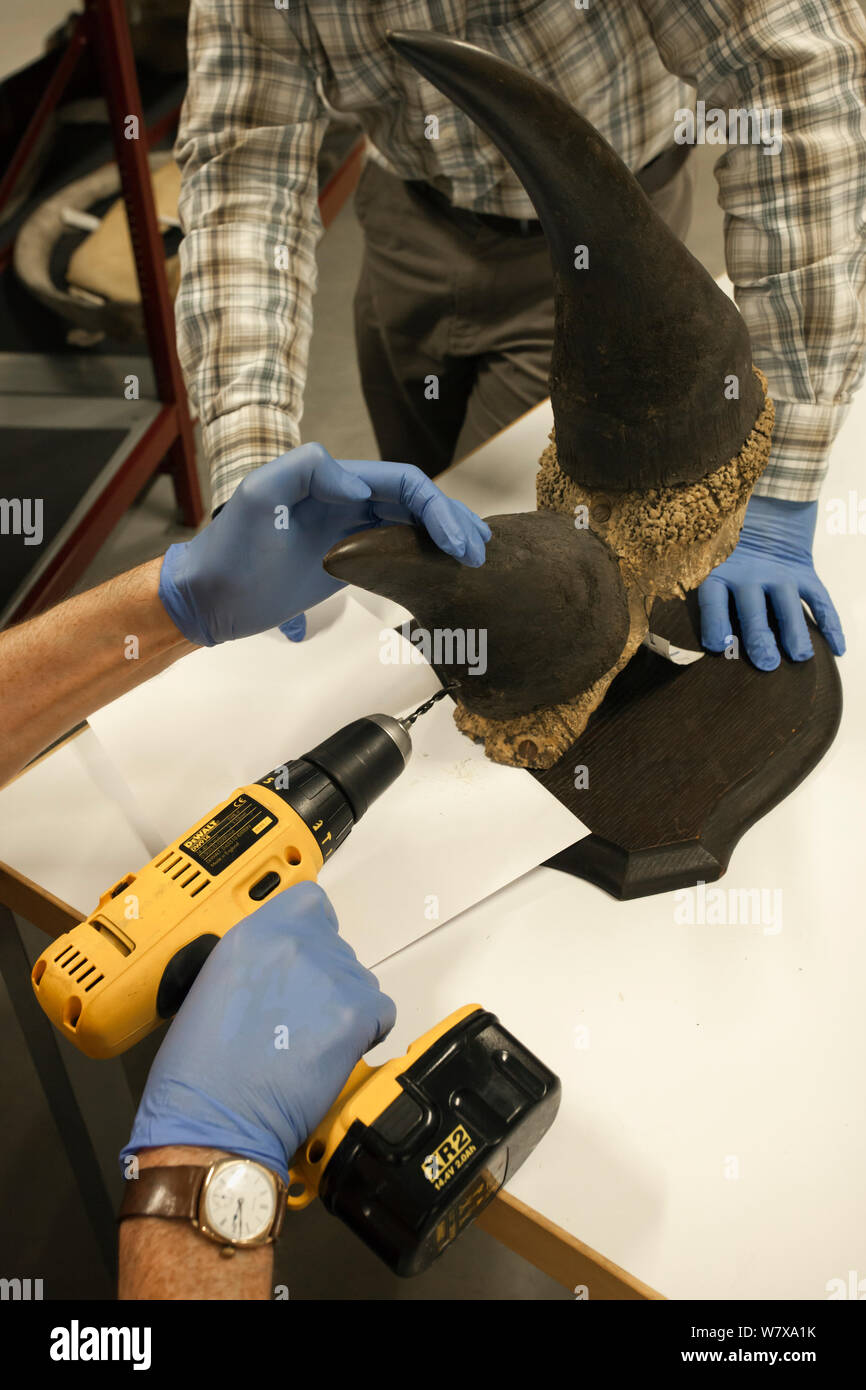 Les conservateurs Glasgow Museums Resource Centre à l'aide d'une perceuse pour collecter le rhinocéros noir (Diceros bicornis) Corne d'échantillons pour l'analyse de l'ADN.2013 Banque D'Images