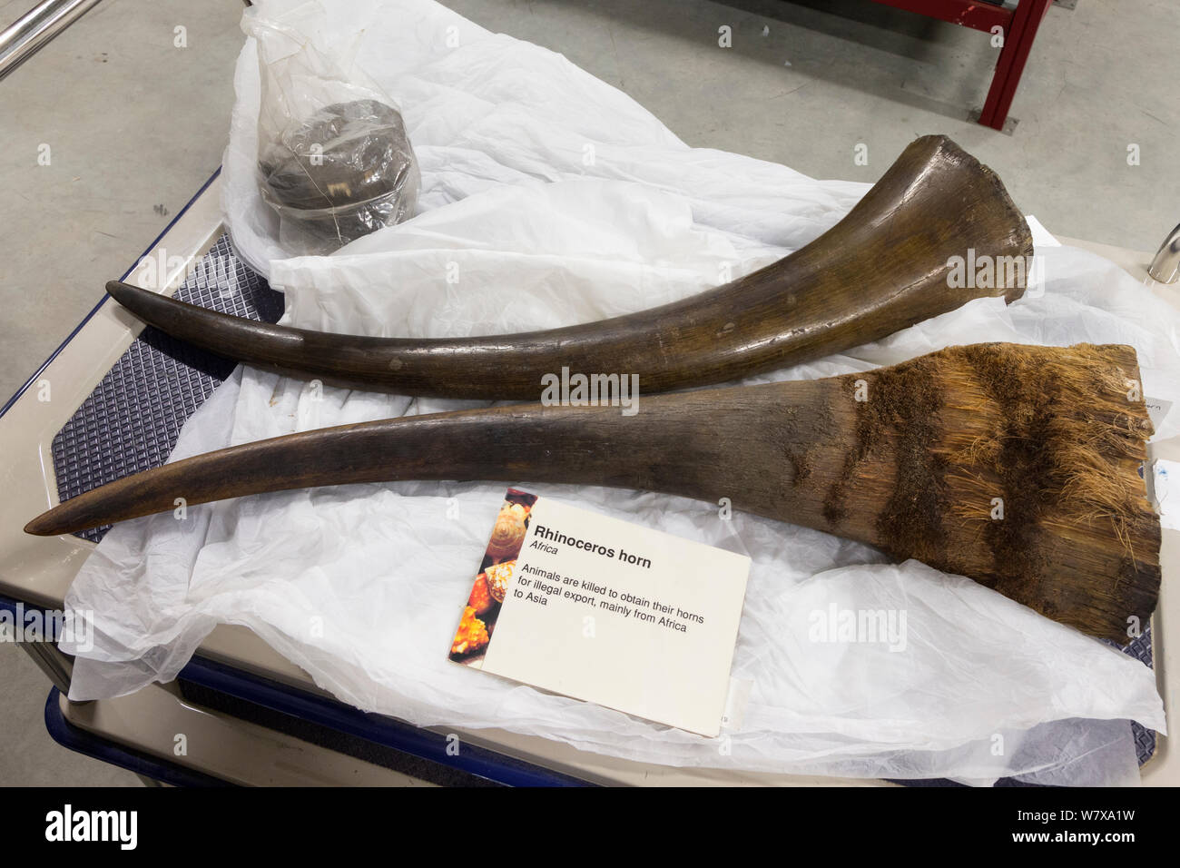 Les cornes de rhinocéros noir (Diceros bicornis) à Glasgow Museums Resource Centre, en attente de l'analyse de l'ADN. Banque D'Images