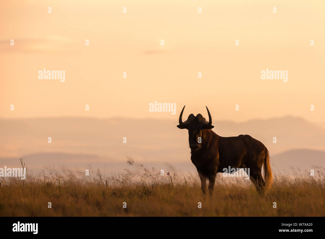 Le gnou (Connochaetes gnou noir) à l'aube, Mountain Zebra National Park, Eastern Cape, Afrique du Sud, février Banque D'Images