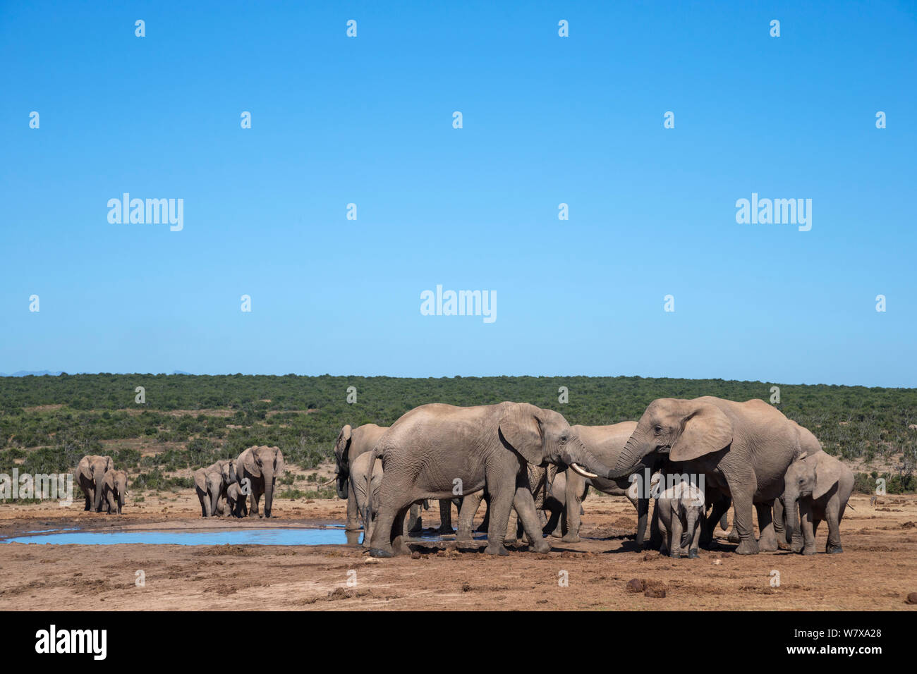 Les éléphants d'Afrique (Loxodonta africana) de se rassembler au point d'Addo Elephant National Park, Afrique du Sud, février Banque D'Images