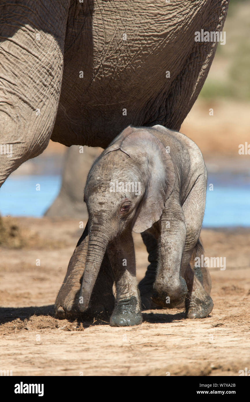 Nouveau-né'éléphant africain (Loxodonta africana) calf marchant à côté de sa mère, l'Addo Elephant National Park, Afrique du Sud, février Banque D'Images