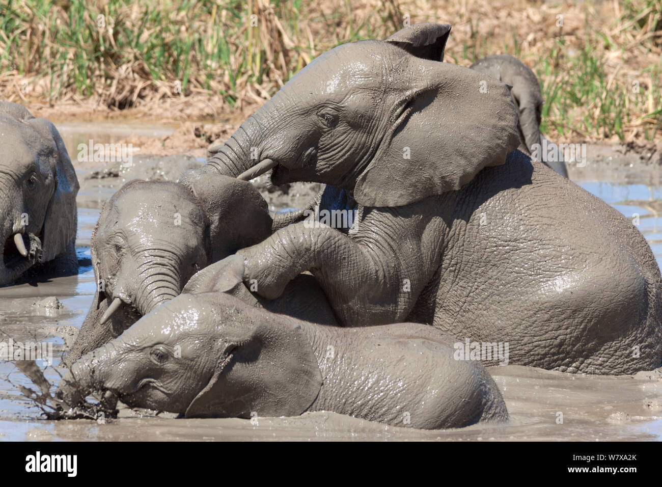 Les éléphants d'Afrique (Loxodonta africana) jouant dans l'eau, l'Addo Elephant National Park, Afrique du Sud, février Banque D'Images