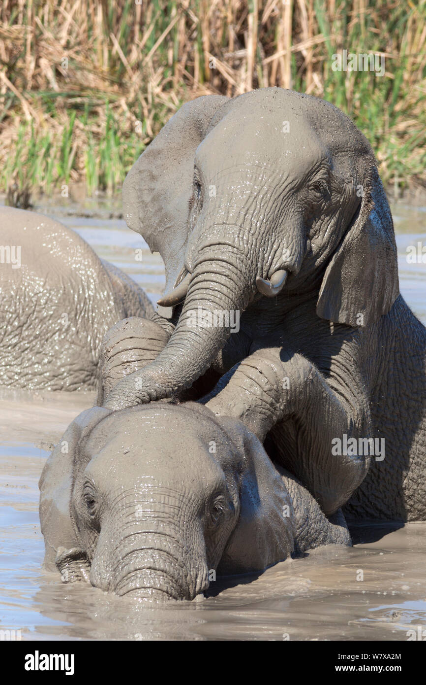 Les éléphants d'Afrique (Loxodonta africana) jouant dans l'eau, l'Addo Elephant National Park, Afrique du Sud, février Banque D'Images
