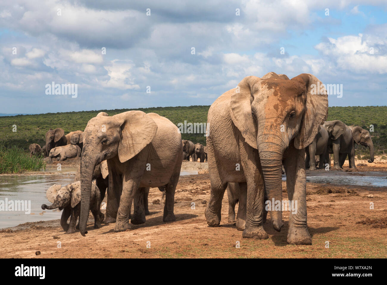 Les éléphants d'Afrique (Loxodonta africana) au point d'Addo Elephant National Park, Afrique du Sud, février Banque D'Images