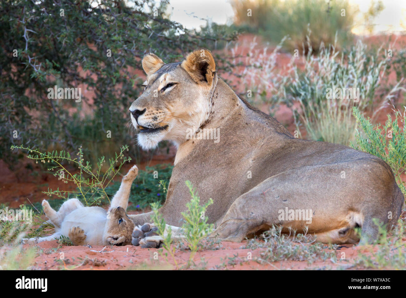 Lionne d'Afrique (Panthera leo) avec petit cub, Kgalagadi Transfrontier Park, Afrique du Sud , janvier 2014 Banque D'Images