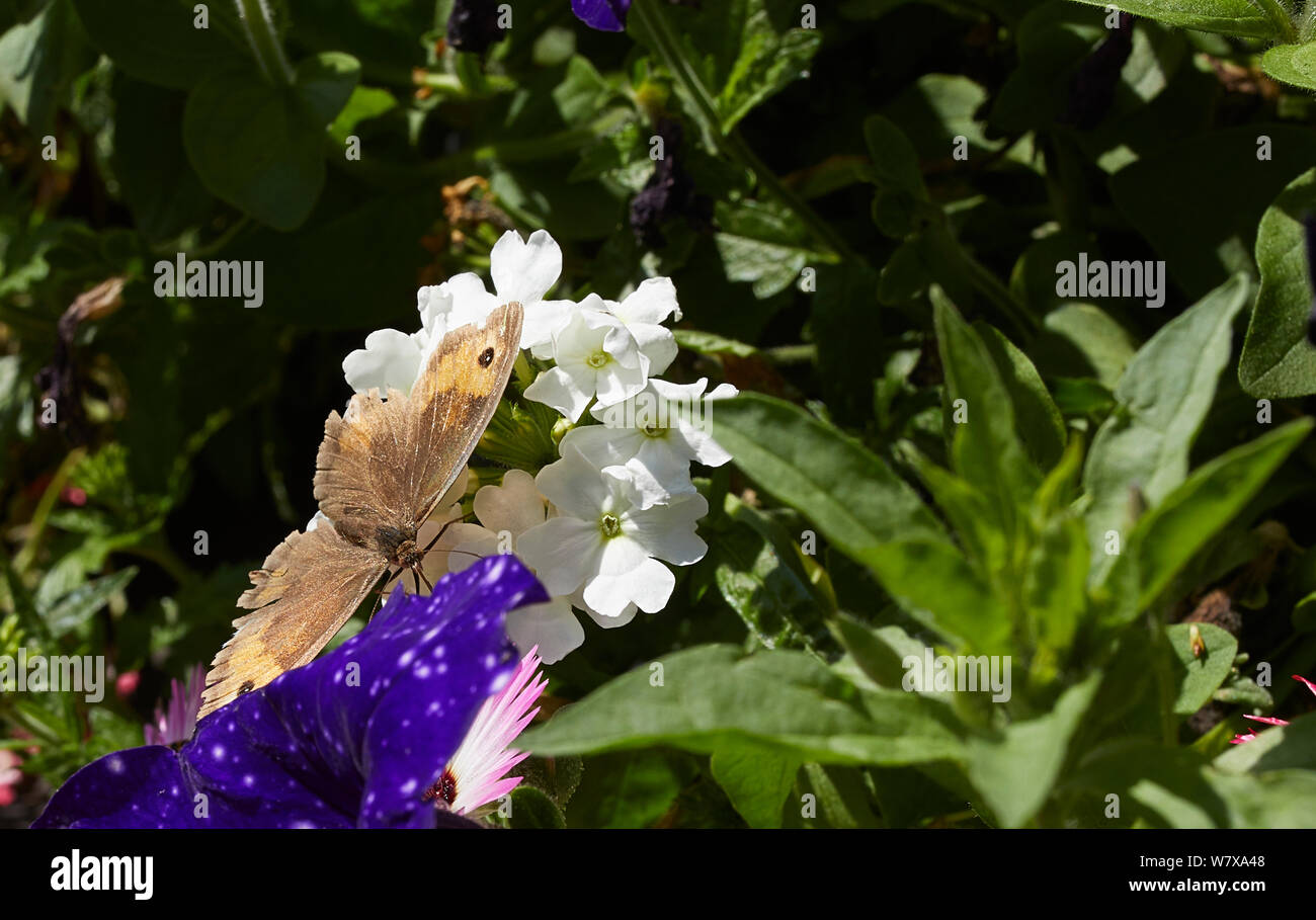 Un très irrégulières Meadow Brown Butterfly et pèlerins se nourrissant dans les petites propriétés Nidderdale jardin à 900ft. Le 07/08/2019 Banque D'Images