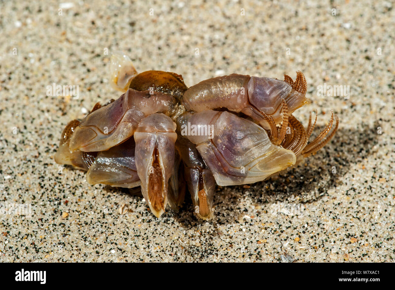 Blue Goose barnacle / balane bouée (Dosima fascicularis) échoués sur la plage, baie de Somme, France, mai. Banque D'Images