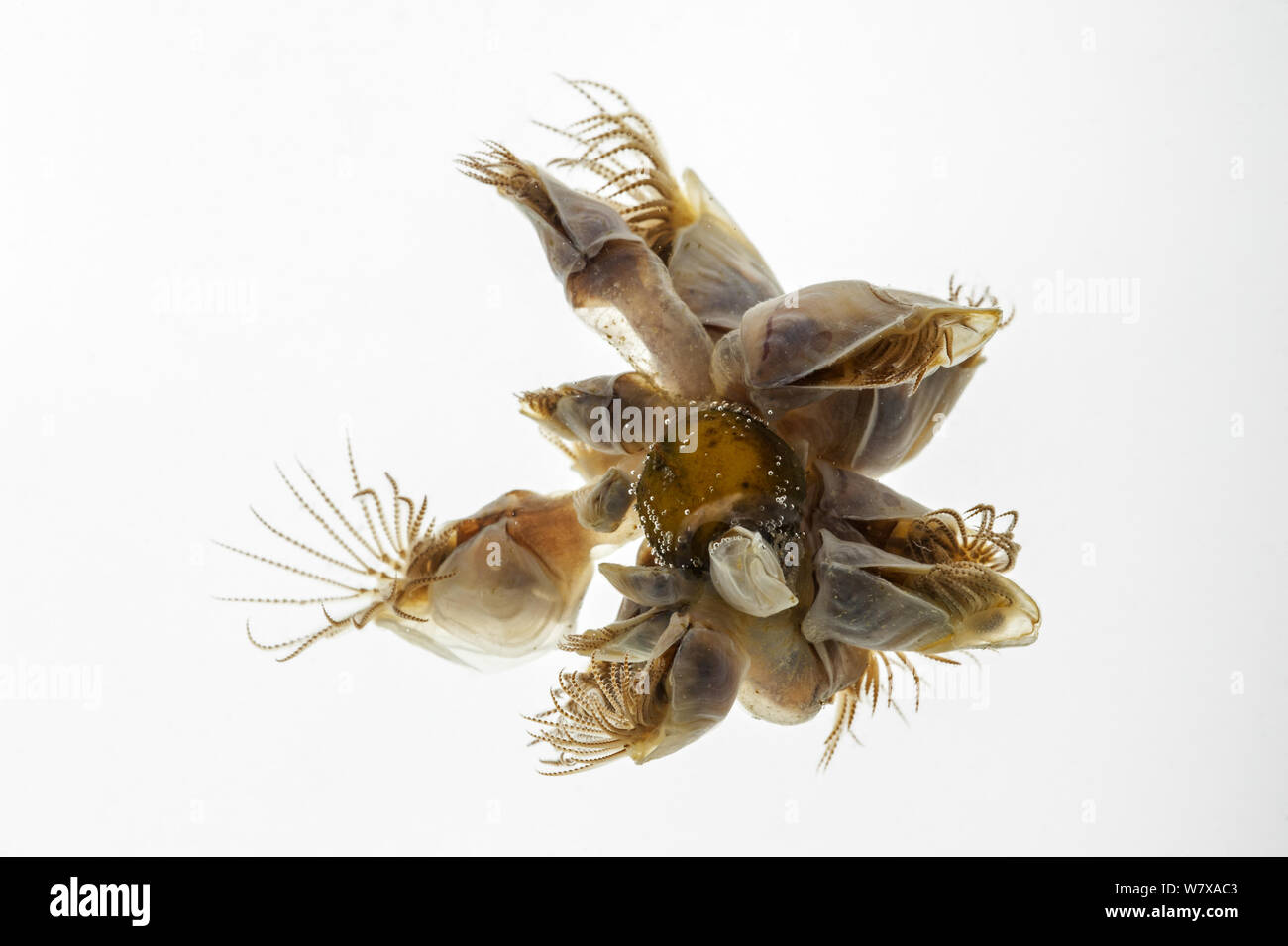 Blue Goose barnacle / balane bouée (Dosima fascicularis) contre l'arrière-plan blanc, Baie de Somme, France, mai. Banque D'Images