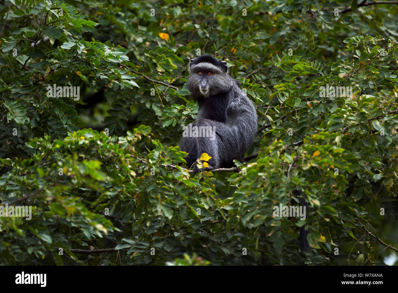 Stulmann&# 39;s blue monkey (Cercopithecus mitis stuhlmanni) assis dans un arbre. Kakamega Forest National Reserve, Province de l'Ouest, au Kenya. Banque D'Images