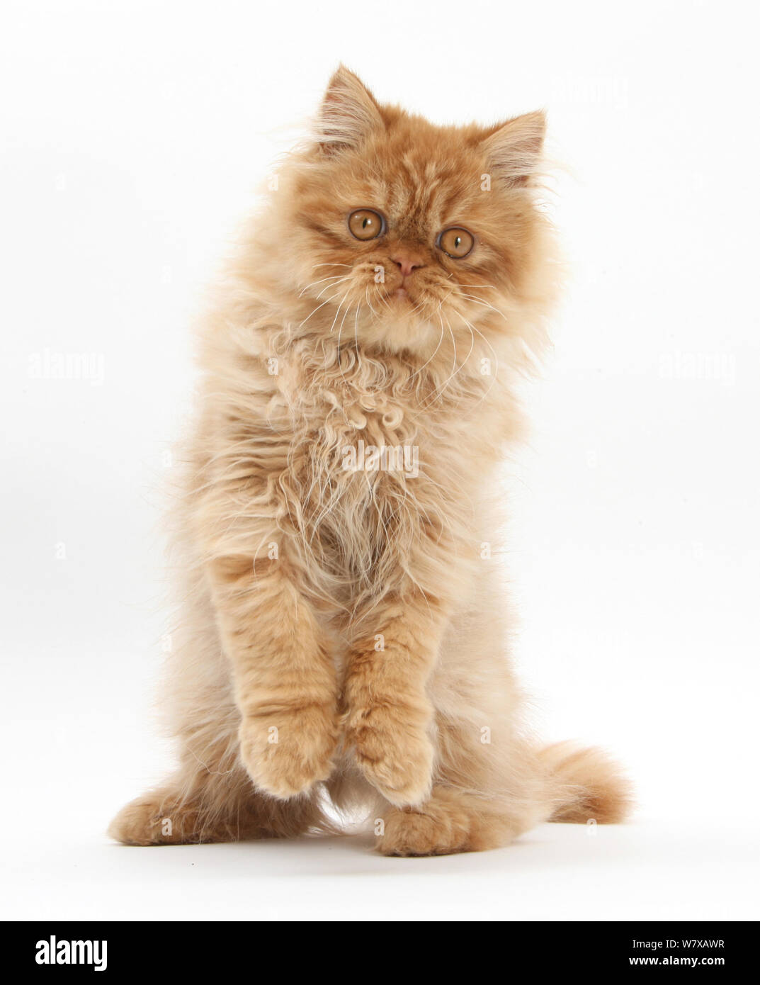 Chaton mâle persan de gingembre, debout sur ses pattes de l'âge de 15 semaines. Banque D'Images