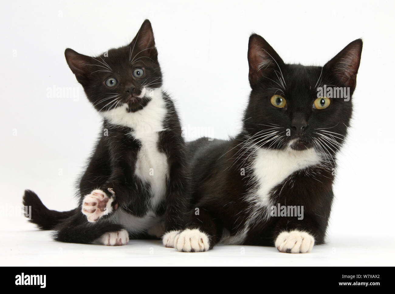 Smoking noir et blanc mère chat et chaton, l'âge de 7 semaines. Banque D'Images