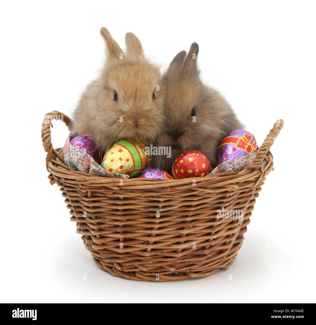 Deux croix de Lionhead bébé lapins dans un panier en osier avec des oeufs de pâques. Banque D'Images