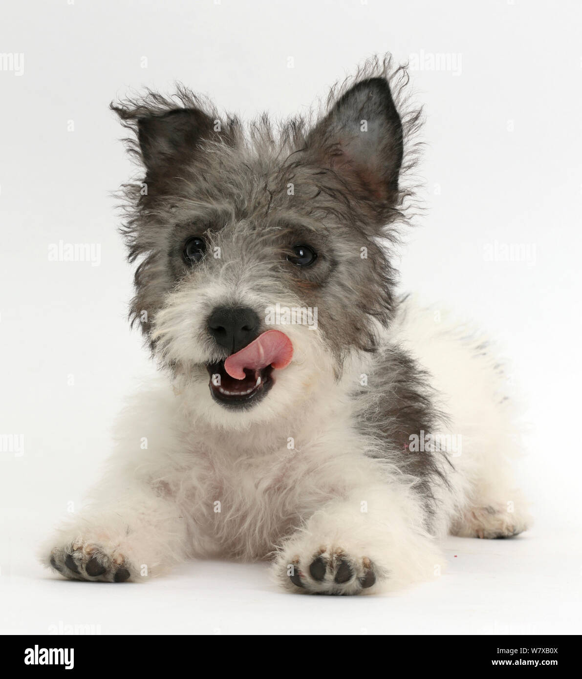 Jack Russell chiot Westie x l'âge de 12 semaines se lécher les lèvres Photo  Stock - Alamy