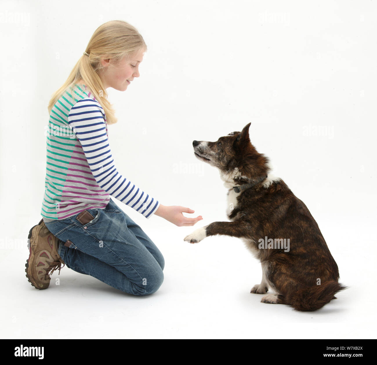 Girl offrant à serrer la main de mongrel dog.Model publié Banque D'Images