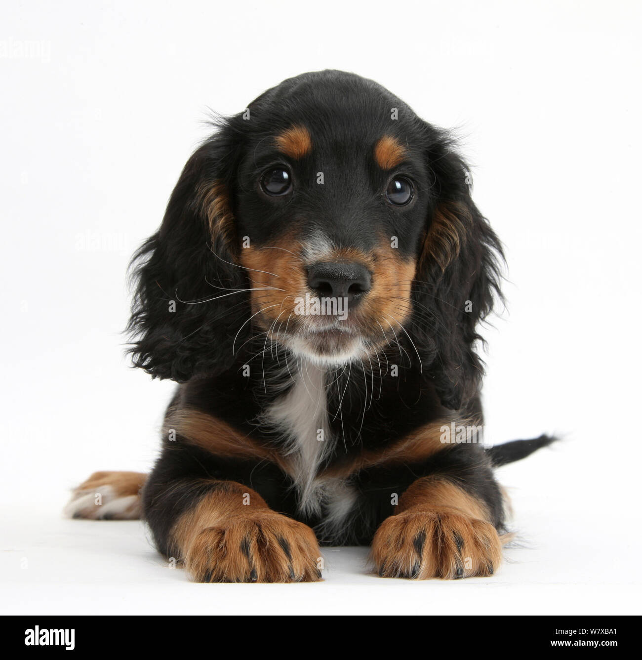 Travail Tricolore Chiot Cocker L Age De 9 Semaines Photo Stock Alamy