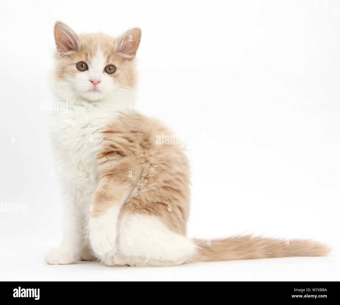 Le gingembre et blanc chaton sibérien, l'âge de 16 semaines, assis avec une patte relevée. Banque D'Images