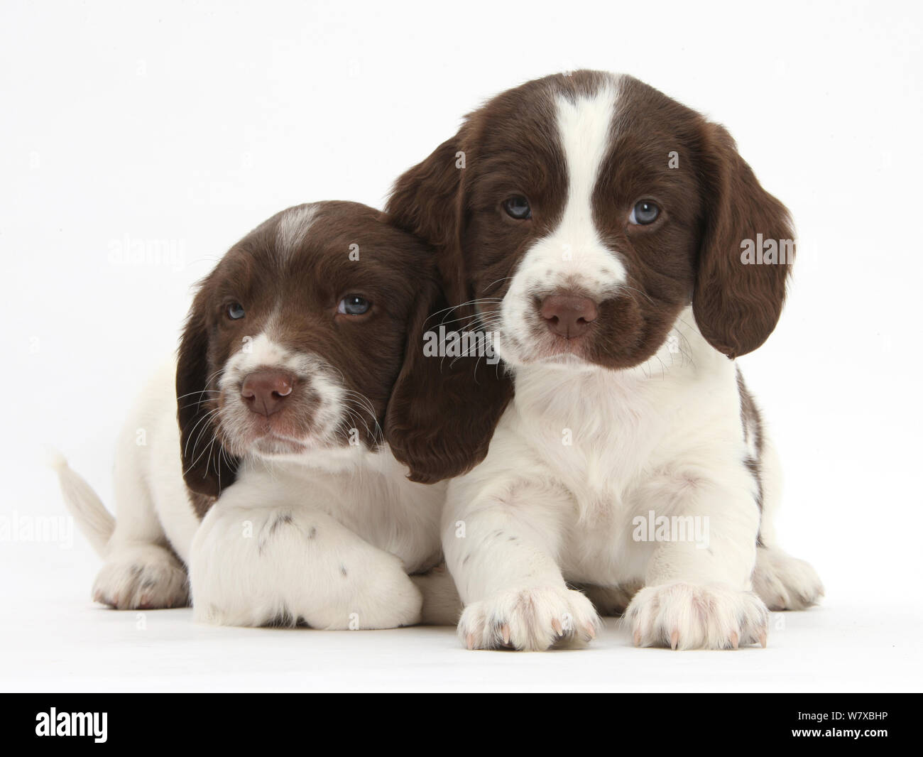 Chiots Epagneul Springer Anglais De Travail L Age De 6 Semaines Photo Stock Alamy