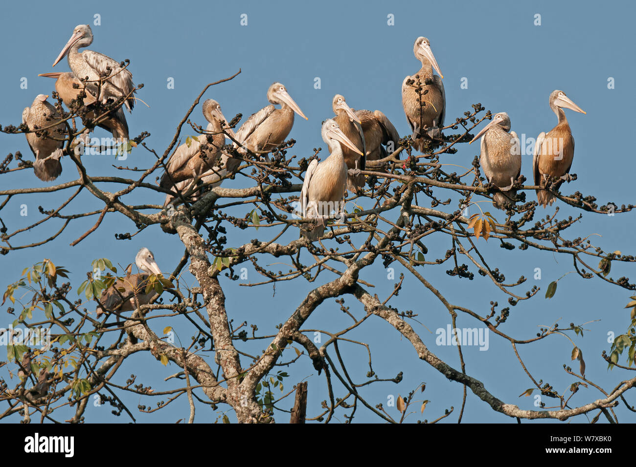 Les pélicans-(Pelecanus philippensis) perché dans l'arbre, le parc national de Kaziranga, Assam, Inde. Banque D'Images