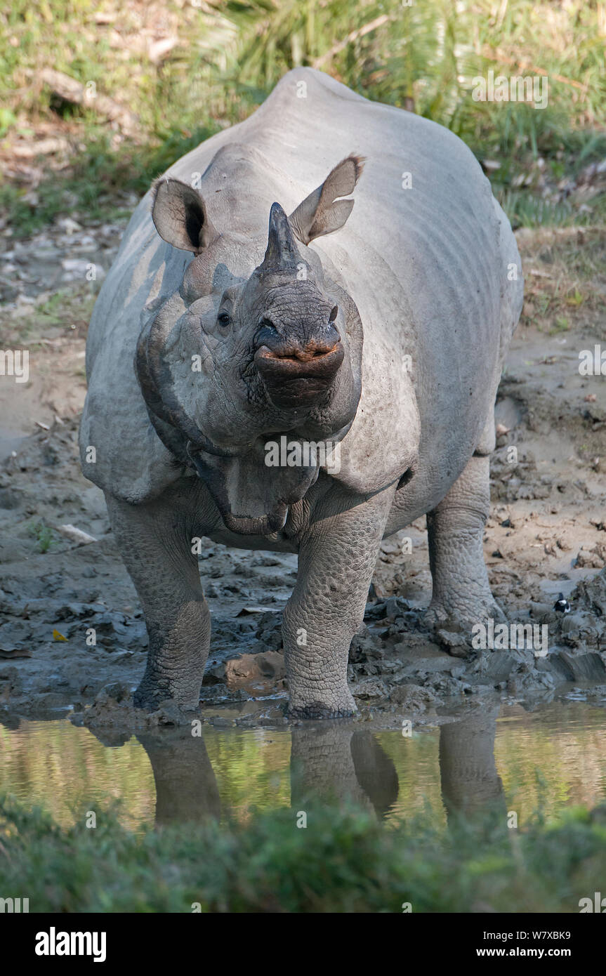 Rhinocéros à une corne, indien (Rhinoceros unicornis), Parc national de Kaziranga, Assam, Inde. Banque D'Images