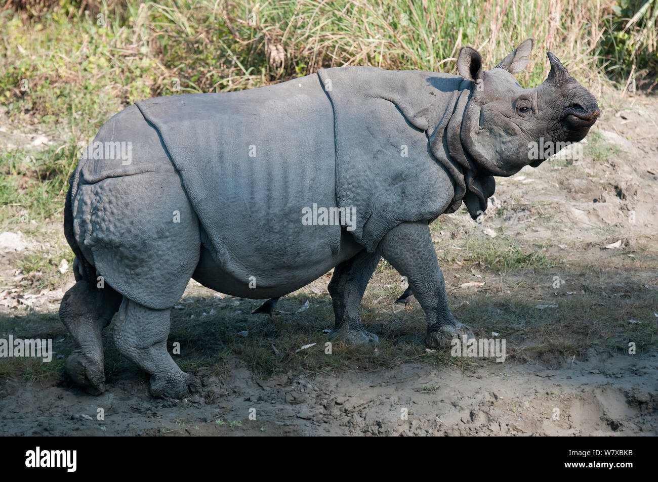 Rhinocéros à une corne, indien (Rhinoceros unicornis), Parc national de Kaziranga, Assam, Inde. Banque D'Images