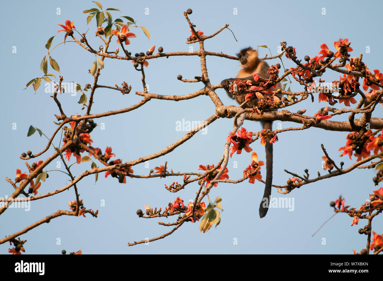 Trachypithecus pileatus (plafonné) en coton à fleurs arbre de soie (Bombax ceiba), de l'Assam, en Inde. Banque D'Images