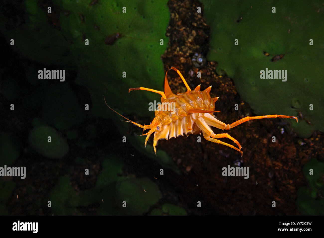 Amphipoda amphipod Banque de photographies et d’images à haute ...