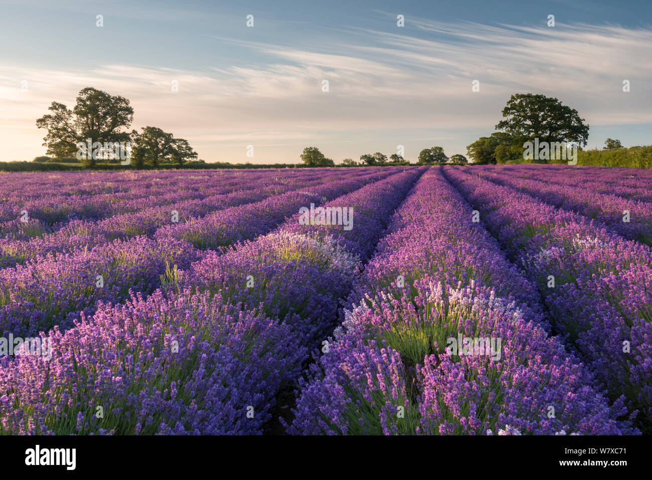 La lavande (Lavandula) au champ de lavande Somerset, près de Frome, Somerset, Royaume-Uni. Juillet 2014. Banque D'Images