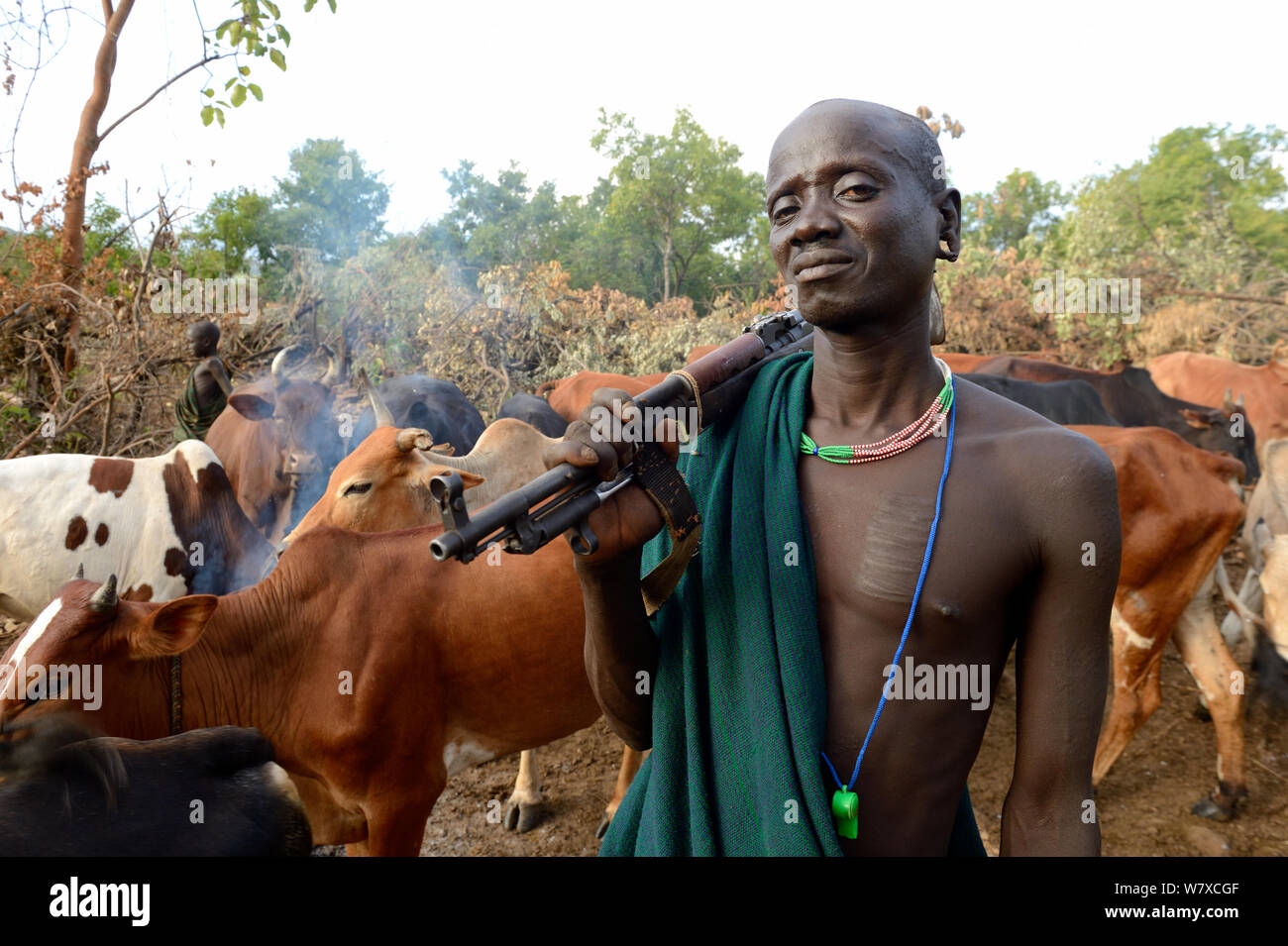 Suri / Surma herder bovins avec Kalashnikov. La vallée de la rivière Omo, en Ethiopie, en septembre 2014. Banque D'Images