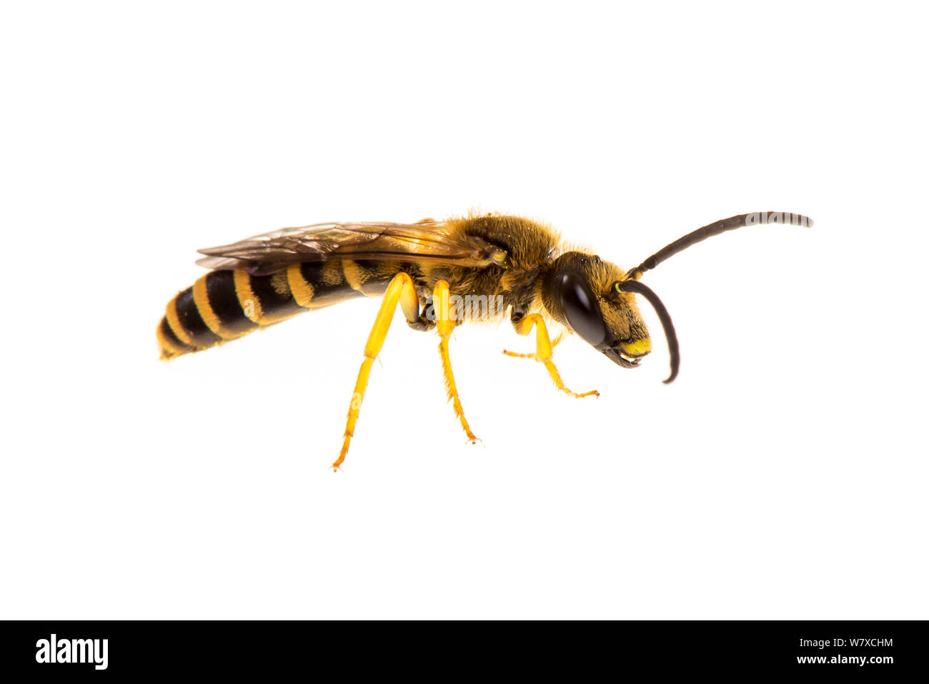 L'exploitation minière (abeille Andrena sp) Valbonne, France, août. Meetyourneighbors.net projet. Banque D'Images