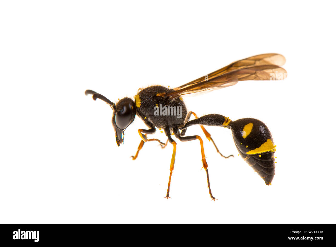Potter / mason wasp (Eumenes sp) Valbonne, France, août. Meetyourneighbors.net projet. Banque D'Images