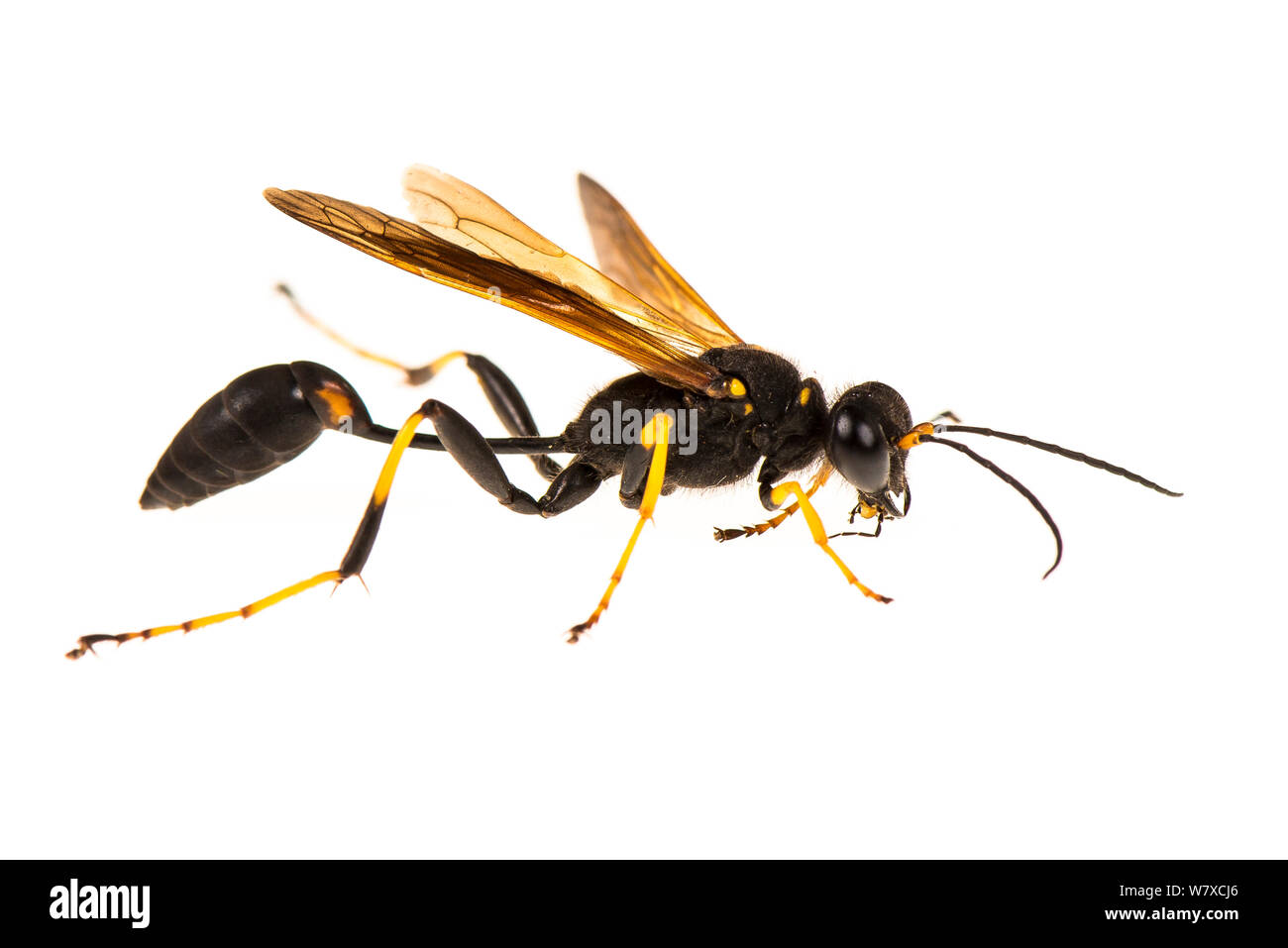 La boue noire et jaune barbouilleur (Sceliphron caementarium) corse, juin. Meetyourneighbors.net projet. Banque D'Images