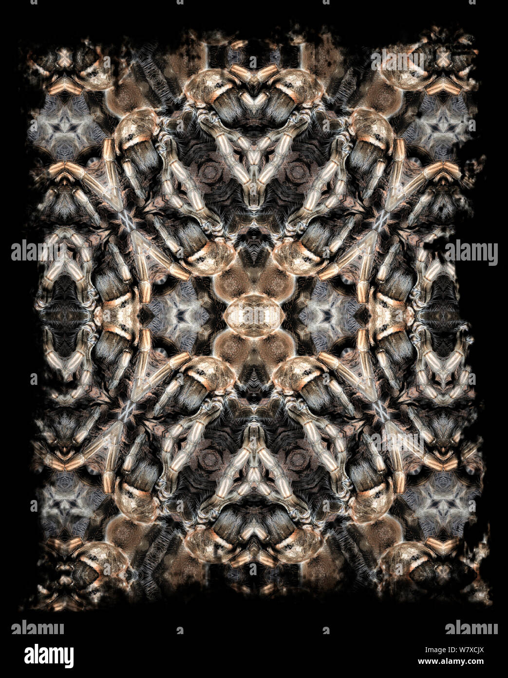 Motif kaléidoscope formé à partir de photo de blonde péruvien tarantula (Lasiodora polycuspulatus) - voir l'image originale SOUS EMBARGO 01482832 numéro de NAT GEO pour jusqu'à la fin de 2015 Banque D'Images