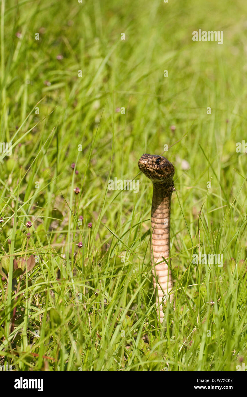 Coachwhip Masticophis flagellum (serpent) dans les zones côtières, de dunes herbeuses peu Saint Simon&# 39;s Island, Géorgie, USA, mai. Banque D'Images