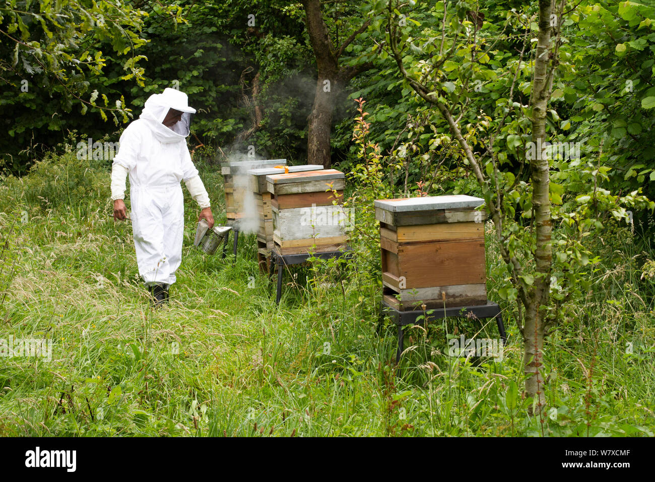 Russell Flynn, de Gwent en portant des apiculteurs apiculture costume, assister à l'abeille (Apis) meliffera ruches dans Old Orchard, Pontypool, Pays de Galles, Royaume-Uni, juillet 2014. Banque D'Images