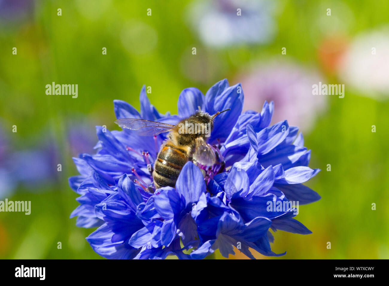 Abeille à miel (Apis mellifera) se nourrissant de bleuet (Centaurea cyanus) plantés dans le cadre des Amis de la Terre &# 39;Bee Friendly&# 39 ; campagne. South Wales, UK, juillet 2014. Banque D'Images