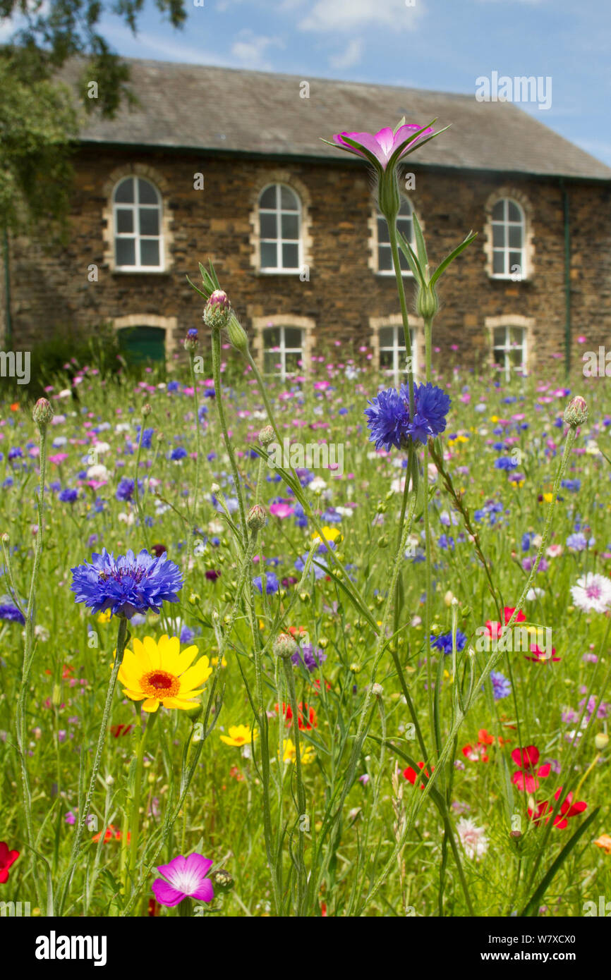 Jardin de fleurs sauvages à l'extérieur de vieille chapelle gallois. Semé d'attirer les abeilles dans le cadre de l'Amis de la Terre &# 39;Bee Friendly&# 39 ; campagne avec le Bron Afon Community Housing Association, Cwmbran, dans le sud du Pays de Galles, Royaume-Uni. Juillet 2014. Banque D'Images
