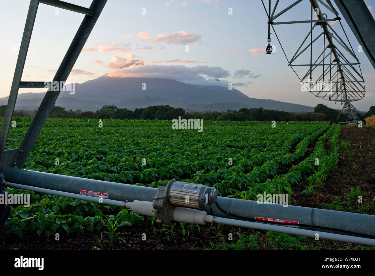 Domaine de haricots (Phaseolus vulgaris) avec le Mont Meru, d'irrigation à pivot central visible au-delà. Une ferme commerciale, la Tanzanie, l'Afrique de l'Est. Octobre 2012. Banque D'Images