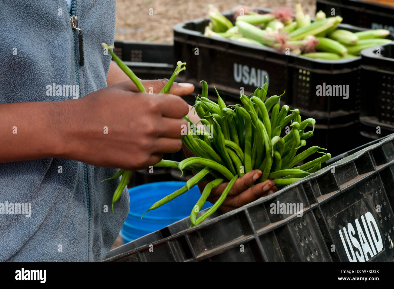 Woman packing haricots (Phaseolus vulgaris) sur une ferme commerciale, la Tanzanie, l'Afrique de l'Est. Août 2011. Banque D'Images