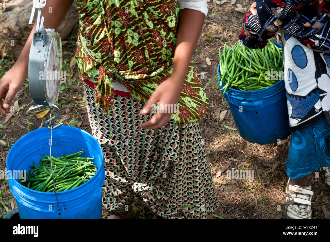 Les femmes pesant des seaux de haricots verts récoltés (Phaseolus vulgaris). Les femmes portent des vêtements traditionnels (&# 39;kangas&# 39# 39 ; et &&# 39;kitenge ;). Une ferme commerciale, la Tanzanie, l'Afrique de l'Est. Août 2011. Banque D'Images